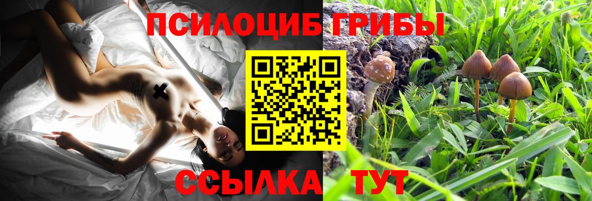 Псилоцибиновые грибы мухоморы  закладки  Галлюциногенные грибы Psilocybe  Курчатов 